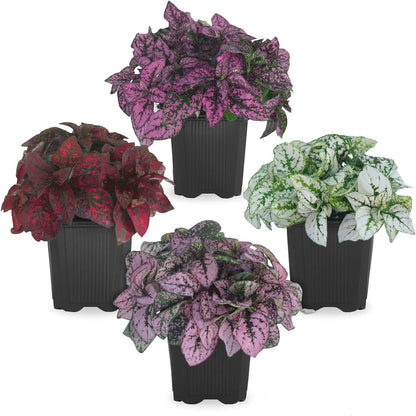 Polka Dot Plant Collection (4-Pack) - Live Houseplants, Small Indoor Plants, Hypoestes (Red, White