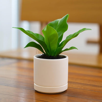D'vine Dev Set of 2 Plants Pots, 3.5 Inch Ceramic Planter Pot for Plants with Drainage Hole and