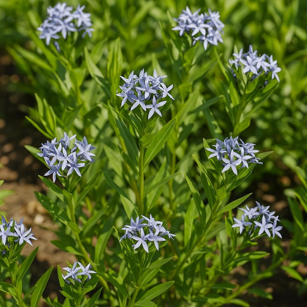 Perennial Farm Amsonia X 'Blue Ice' – Live Perennial in #1 Container, Clusters of Deep Blue