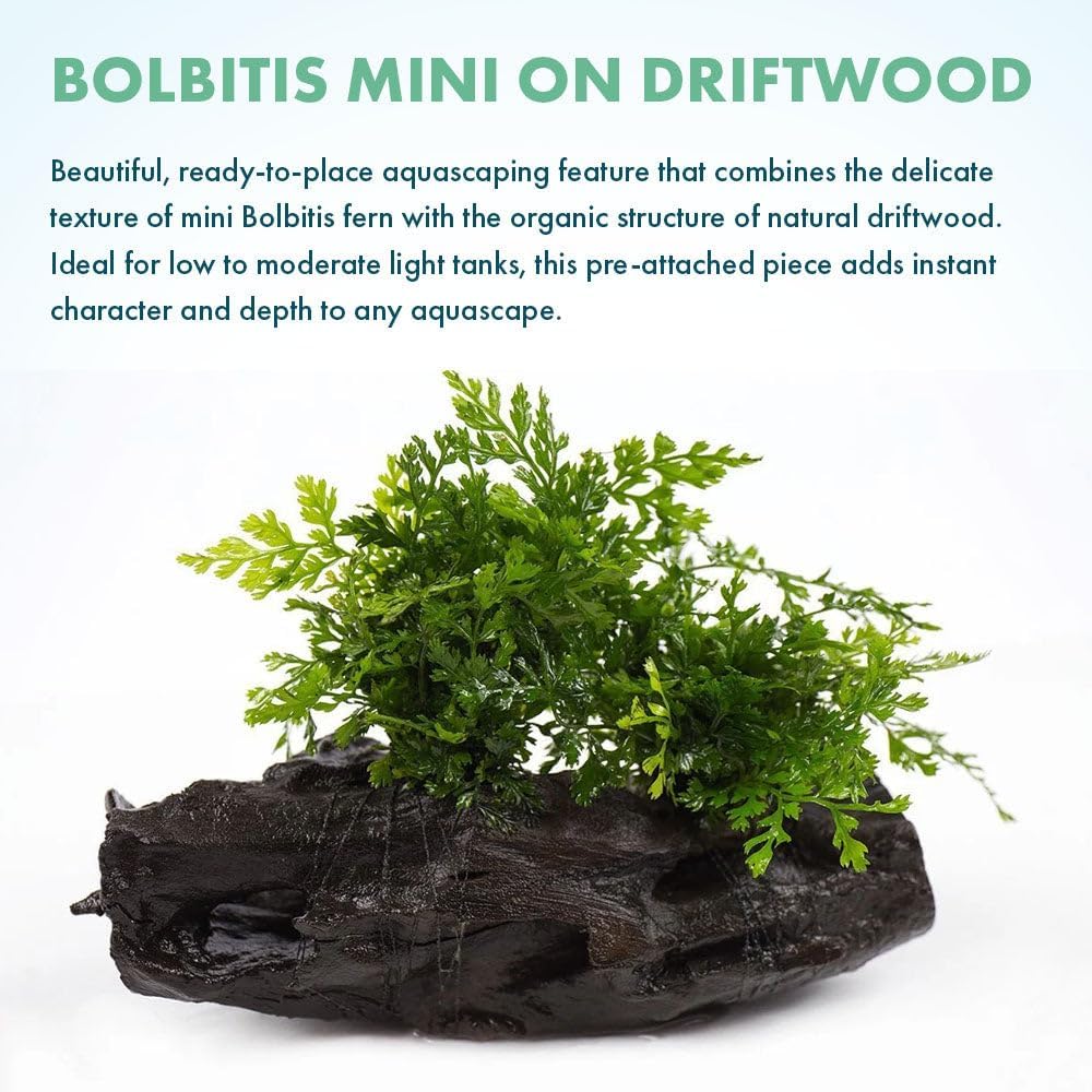 SubstrateSource Live Planted Decor - Mini Bolbitis on Driftwood - Light Green Aquatic Plant with