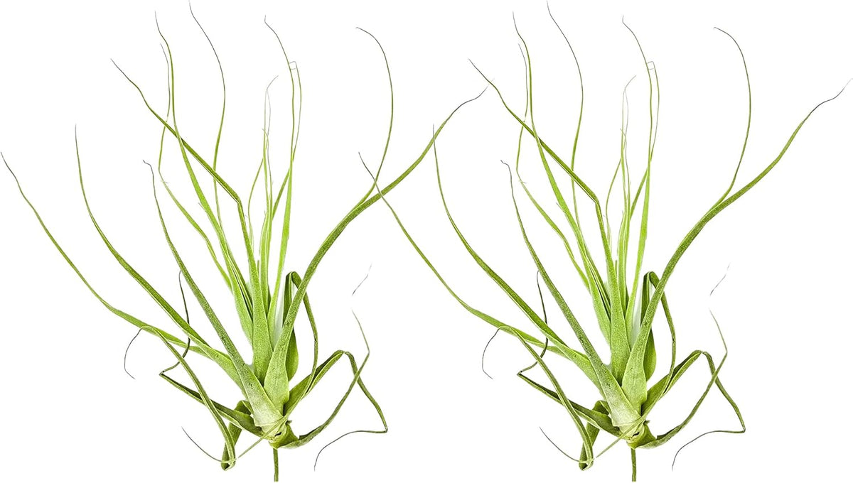 ragnaroc Air Plants - Tillandsia Straminea Jumbo 6-9" - 2ct - Live Arrival Guaranteed - House