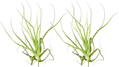 ragnaroc Air Plants - Tillandsia Straminea Jumbo 6-9" - 2ct - Live Arrival Guaranteed - House