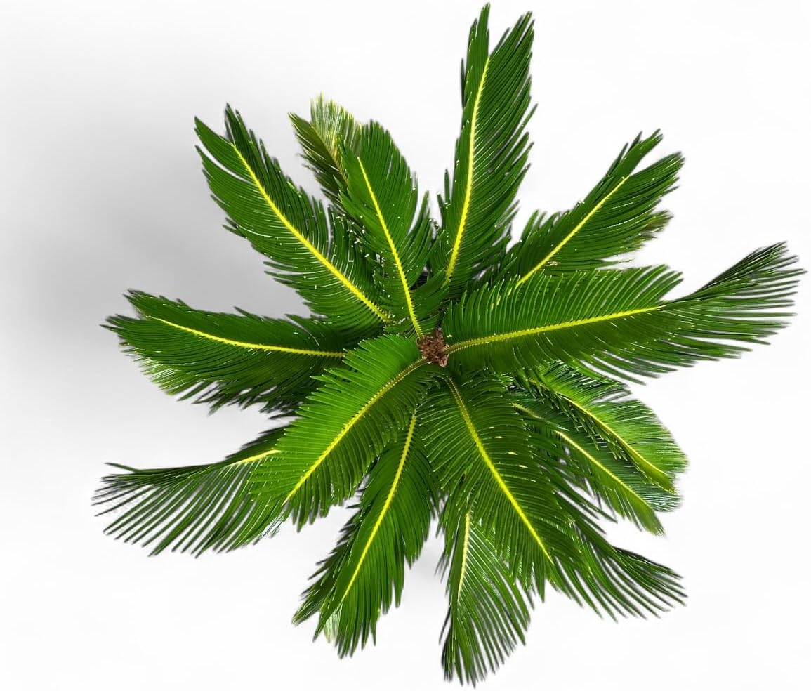 Cycad Revoluta Palm, Live Indoor Outdoor Plant, 10-inch Grower Pot, Yellow Green, 28 Inches Tall