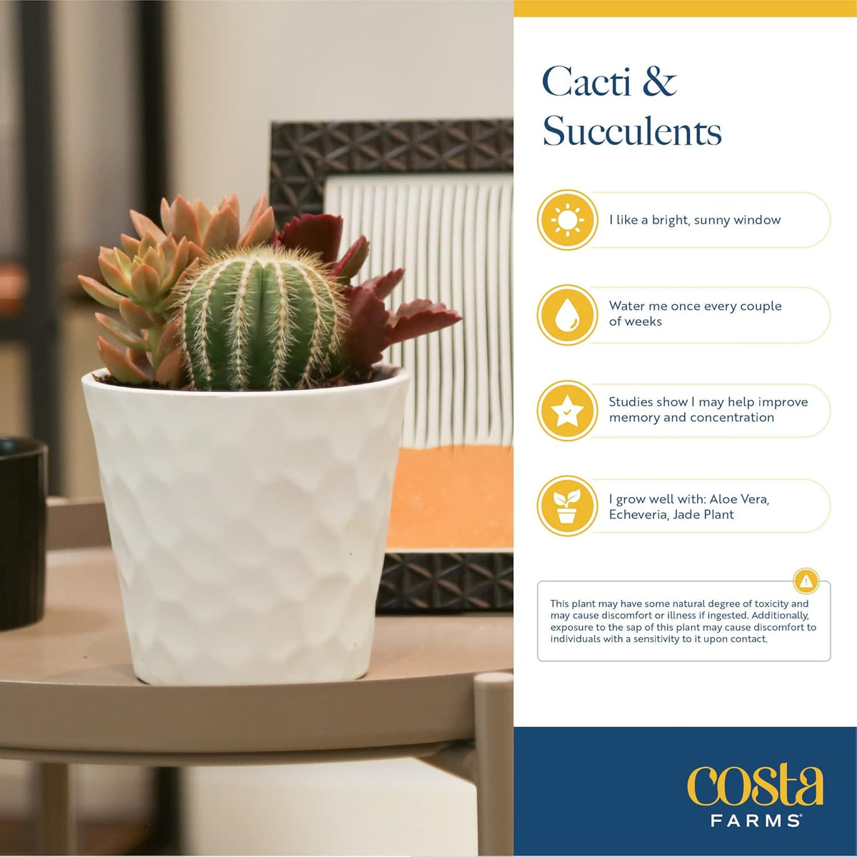 Costa Farms Succulent Plants (Pack of 3), Live Indoor Plant Mini Succulent in Cute Decor Plant Pot