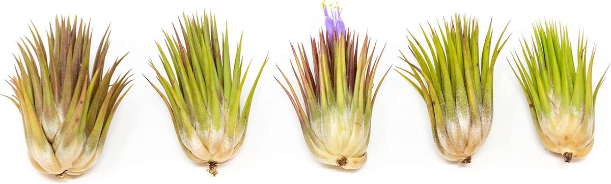 5 Pack Jumbo Air Plant Ionantha Guatemala 'Macho' - Live Tillandsia Succulent House Plants