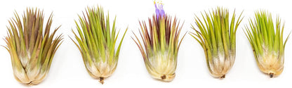 5 Pack Jumbo Air Plant Ionantha Guatemala 'Macho' - Live Tillandsia Succulent House Plants