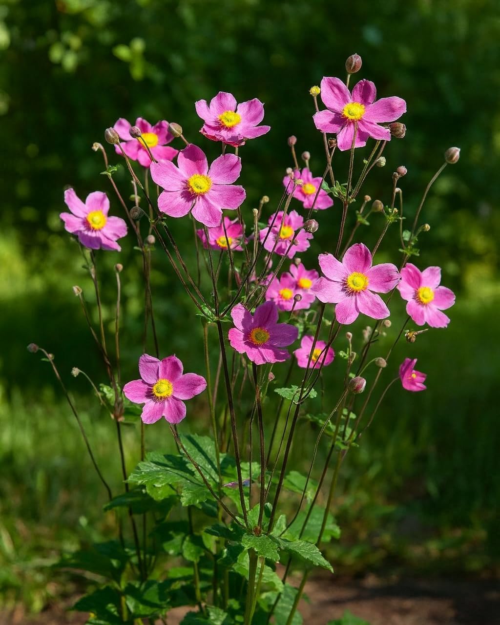 Perennial Farm Anemone x Hybrida 'Pamina' – Live Windflower in #1 Container, Semi-Double Deep