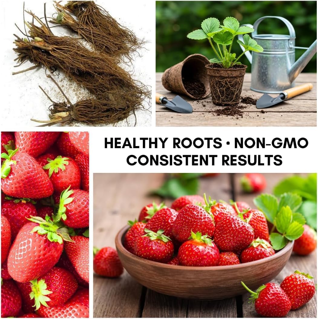 Ruby Royale Strawberry Plants - Grow Giant Strawberries - Bare Root Plants (30 Plants)