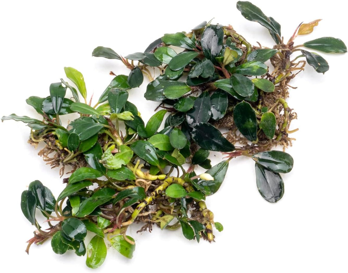 SubstrateSource Bucephalandra Brownie Blue Live Aquarium Plant - Natural Freshwater Fish Tank