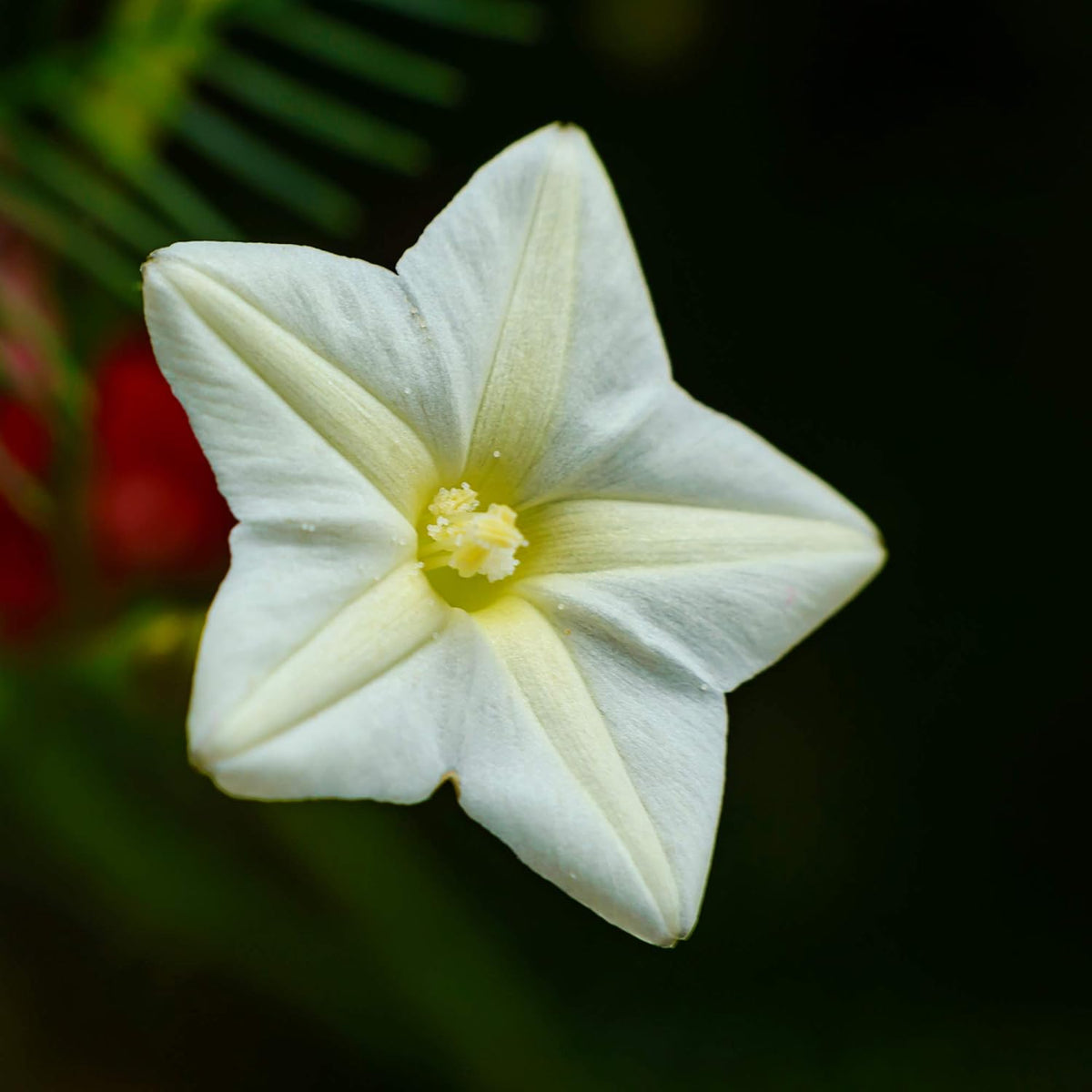 Outsidepride White Cypress Vine Seeds - 100 Pcs Annual Flower Seeds with Nectar-Rich, Star-Shaped