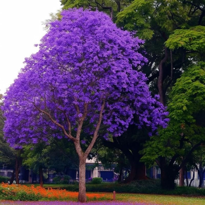 Jacaranda Tree Live Plant, 4 Inch Pot, 6-10 Inch Tall Purple Flowers, Perennial Jacaranda Tree Live