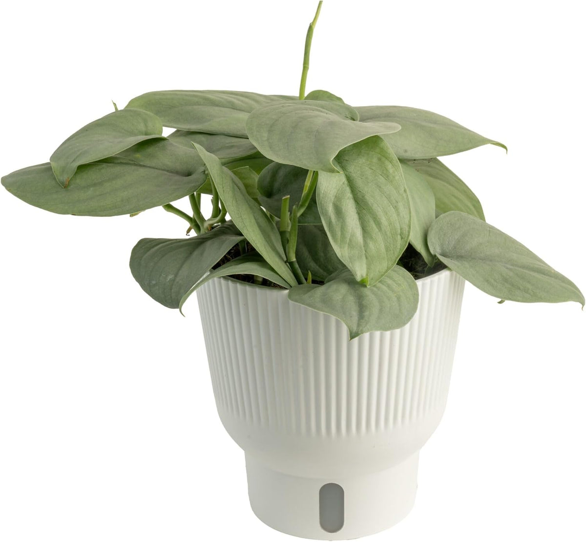 Costa Farms Scindapsus Platinum Java Live Plant in Self Watering Pot, Indoor Houseplant, Perfect