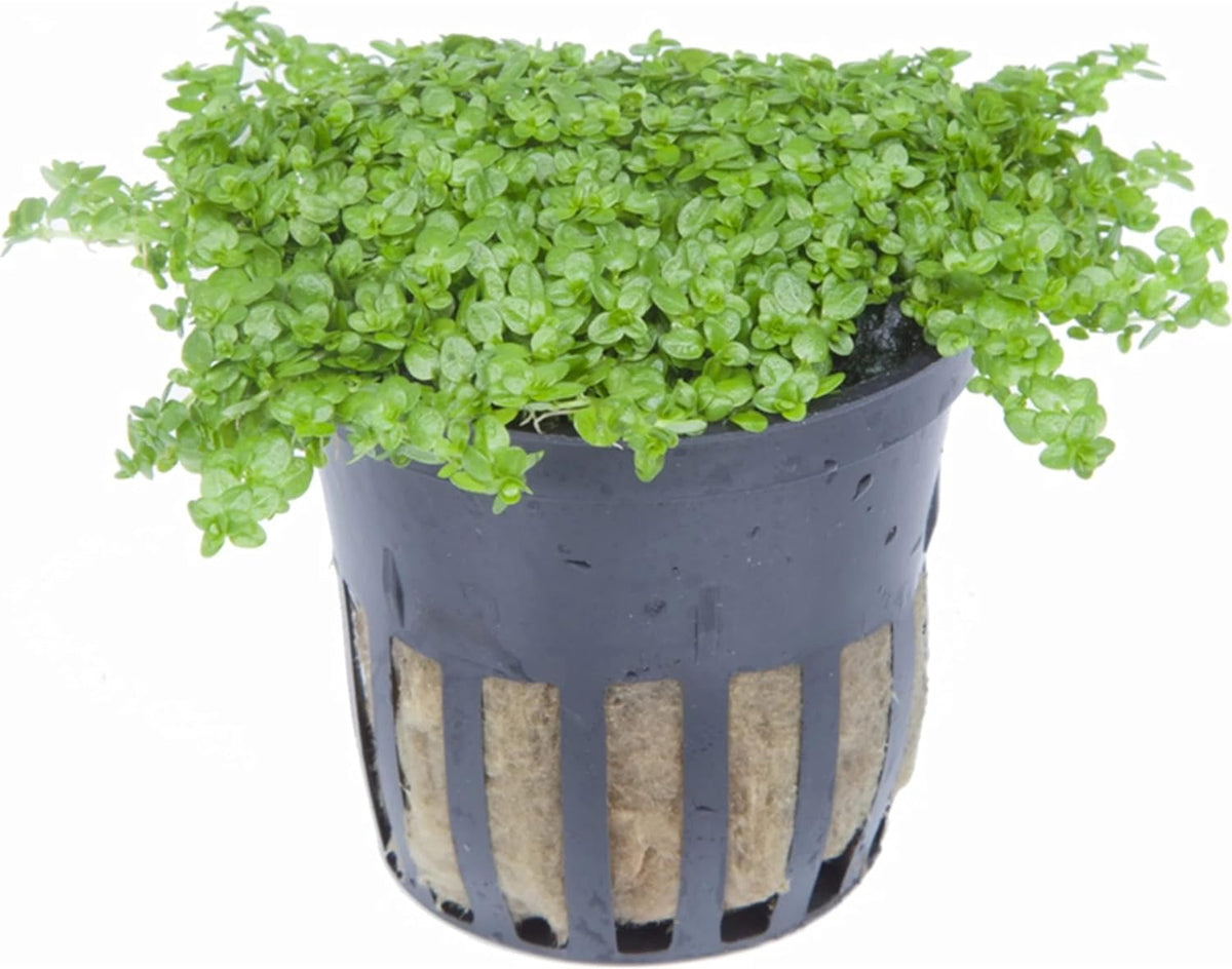 Foreground Potted Live Aquarium Plants | Freshwater Aquatic Plants for Aquariums (Potted Dwarf Baby