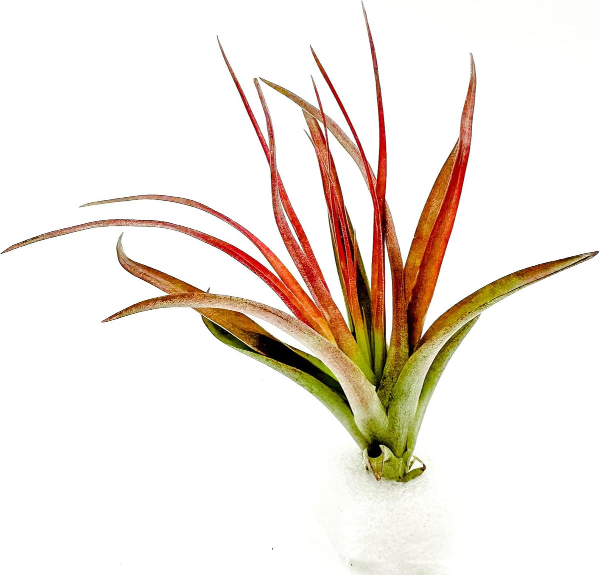 ragnaroc Air Plants - Tillandsia Brachycaulos Abdita, Large 4-6" - 1 ct - Live Arrival Guaranteed