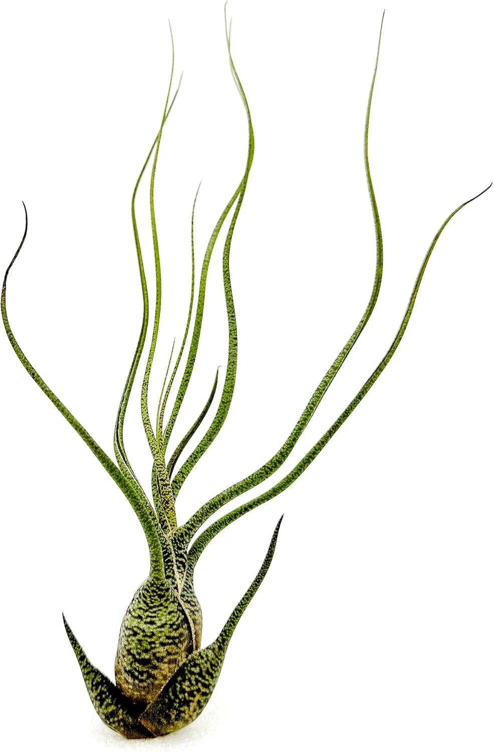 ragnaroc Live Air Plants - Tillandsia Butzii, Jumbo 7-9" - 1ct - Live Arrival Guaranteed - House