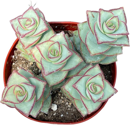 Live Succulent 4" Crassula Perforata Ivory Towers, Succulents Plants Live Fully Rooted House Plant