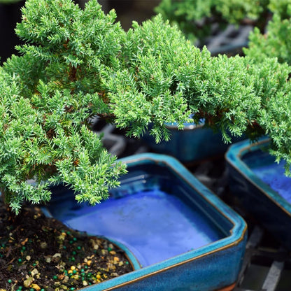 Brussel's Bonsai Live Green Mound Juniper Bonsai Tree - Medium, 5 Year, 6 to 10 Inches - Outdoor