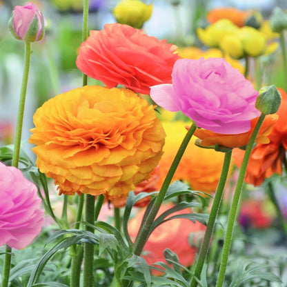 Amazing Deal - Complete Spring & Summer 100 Bulbs Blooming Flower Garden - Beautiful Flowers That