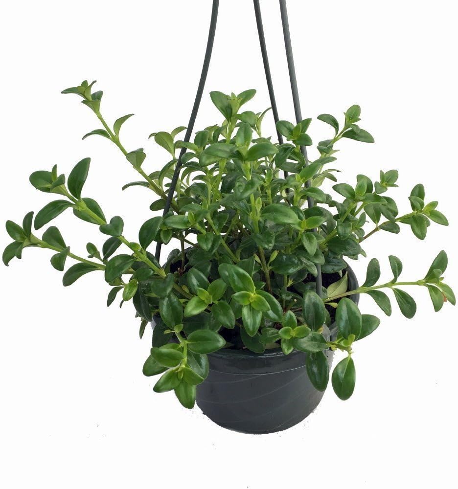 Premium Goldfish Plant - 6" Hanging Basket - Blooms Frequently!