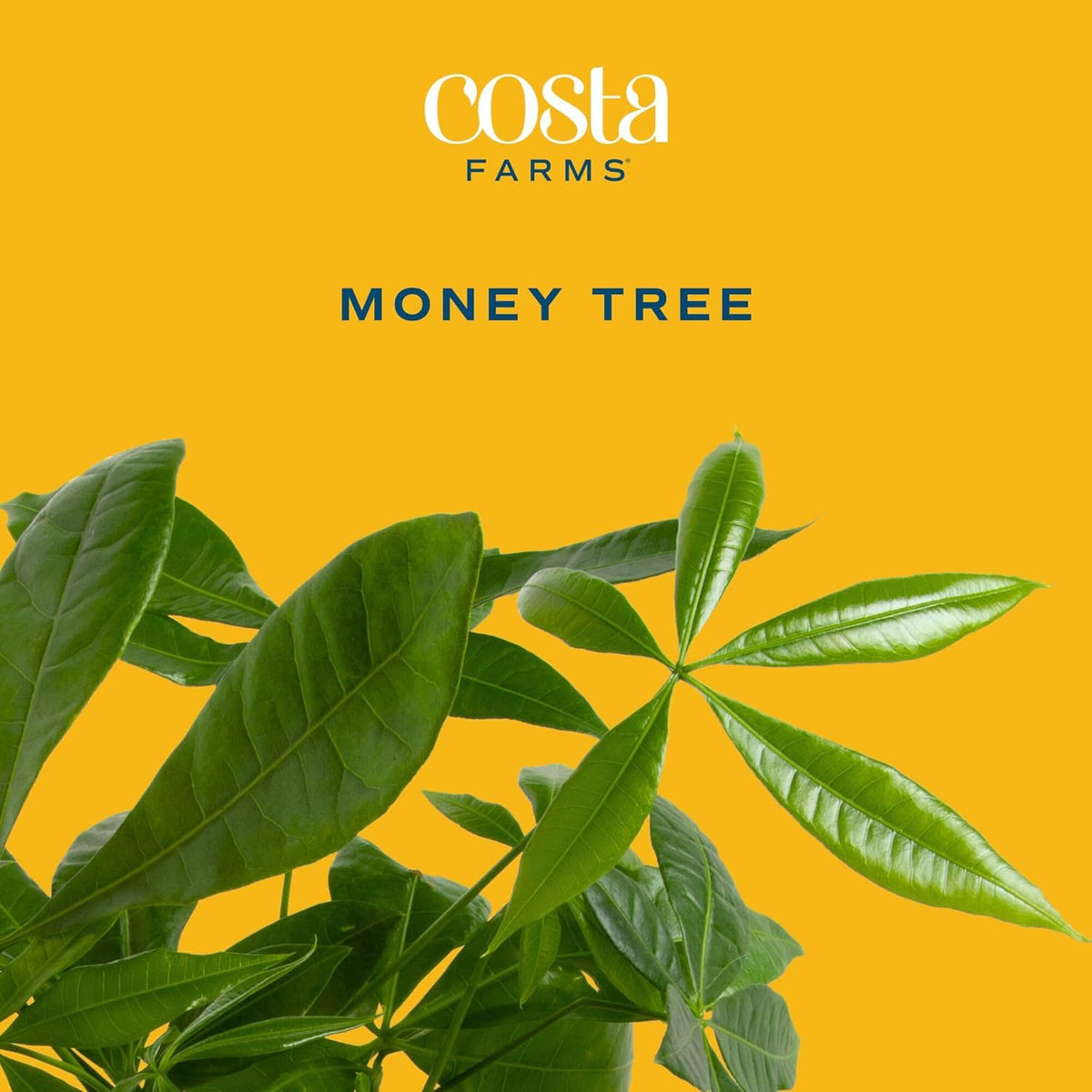 Costa Farms Money Tree Live Plant | 12-16 Inches Tall Bonsai | Easy to Grow Indoor Houseplant in