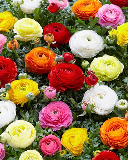 Orange French Peony Ranunculus - 12 Largest Size Corms, Premium Ranunculus Bulbs, Vibrant Orange