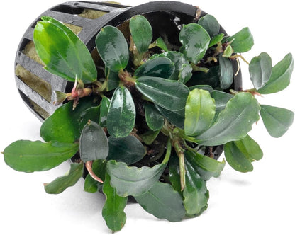 SubstrateSource Bucephalandra Brownie Blue Potted Live Aquarium Plant - Natural Freshwater Fish