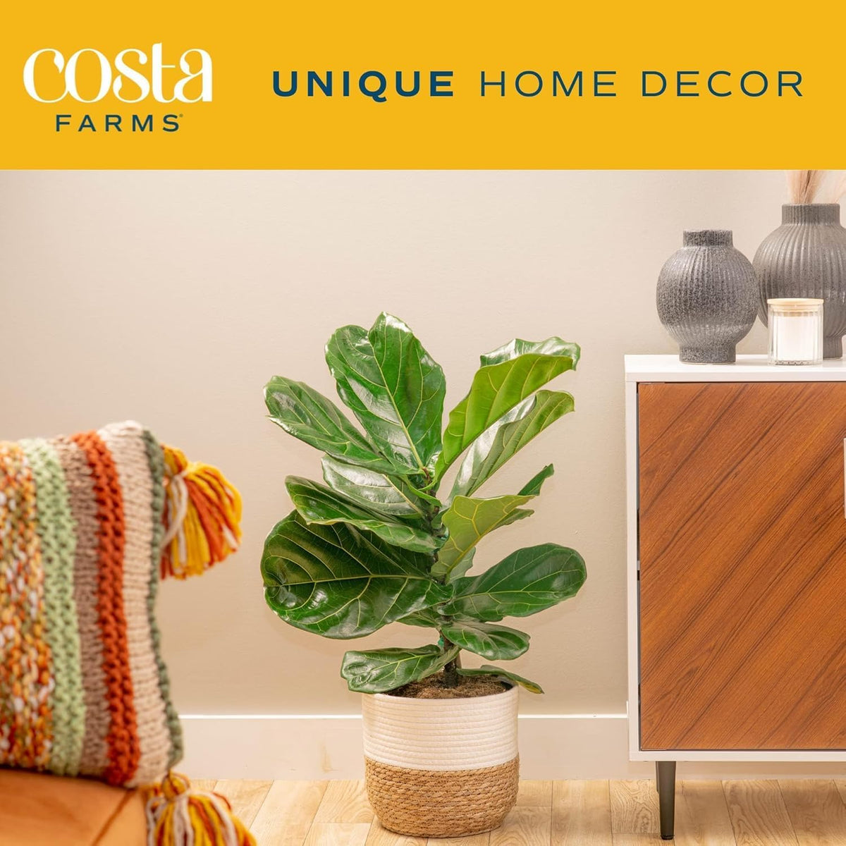 Costa Farms Fiddle Leaf Fig, Live Indoor Ficus Lyrata House Plant Potted in Modern Decor Planter
