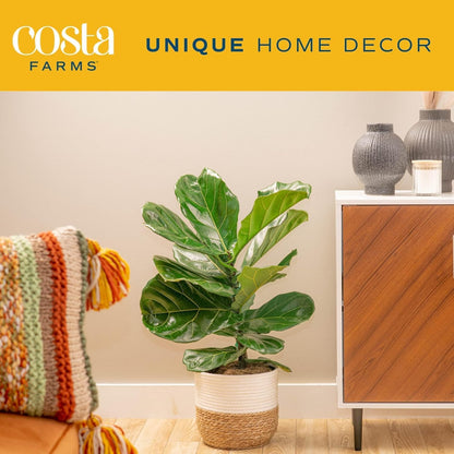 Costa Farms Fiddle Leaf Fig, Live Indoor Ficus Lyrata House Plant Potted in Modern Decor Planter