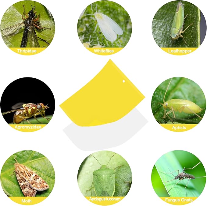 30 Pack Yellow Sticky Traps Fruit Fly Trap, Double-Sided Fungus Gnat Trap Insects Pest Killer for