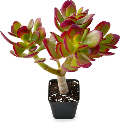 Sprout N Green Dwarf Jade - Crassula Ovata Crosby's Compact, Rare Cute Succulent Plant Fully Rooted