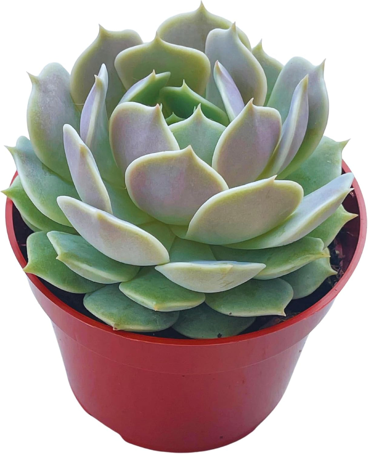 Live Succulent 4" Echeveria Lola, Succulents Plants Live Fully Rooted House Plant for Home Office