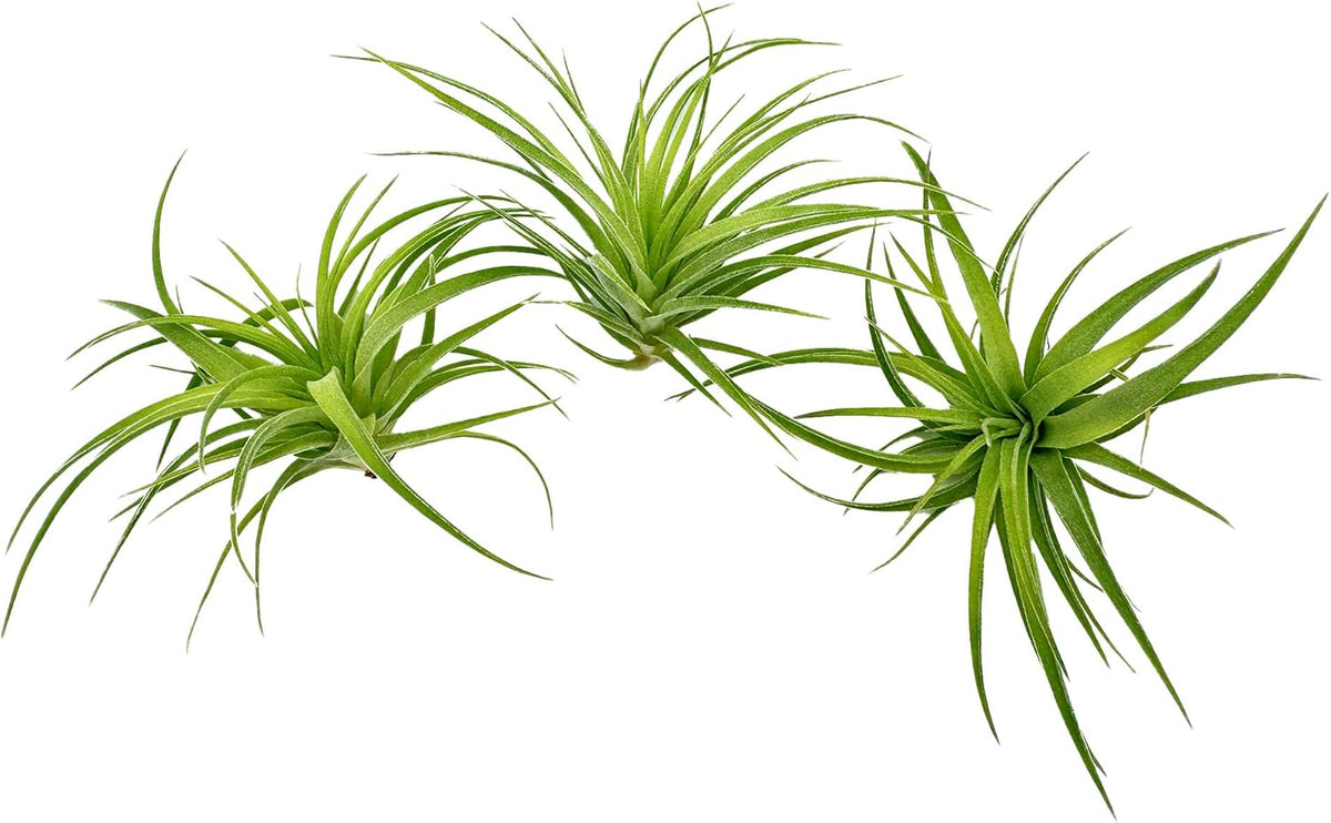 Live Air Plants - Tillandsia Geminiflora 1-3" - 3ct – ragnaroc Live Indoor Plant - Live Arrival