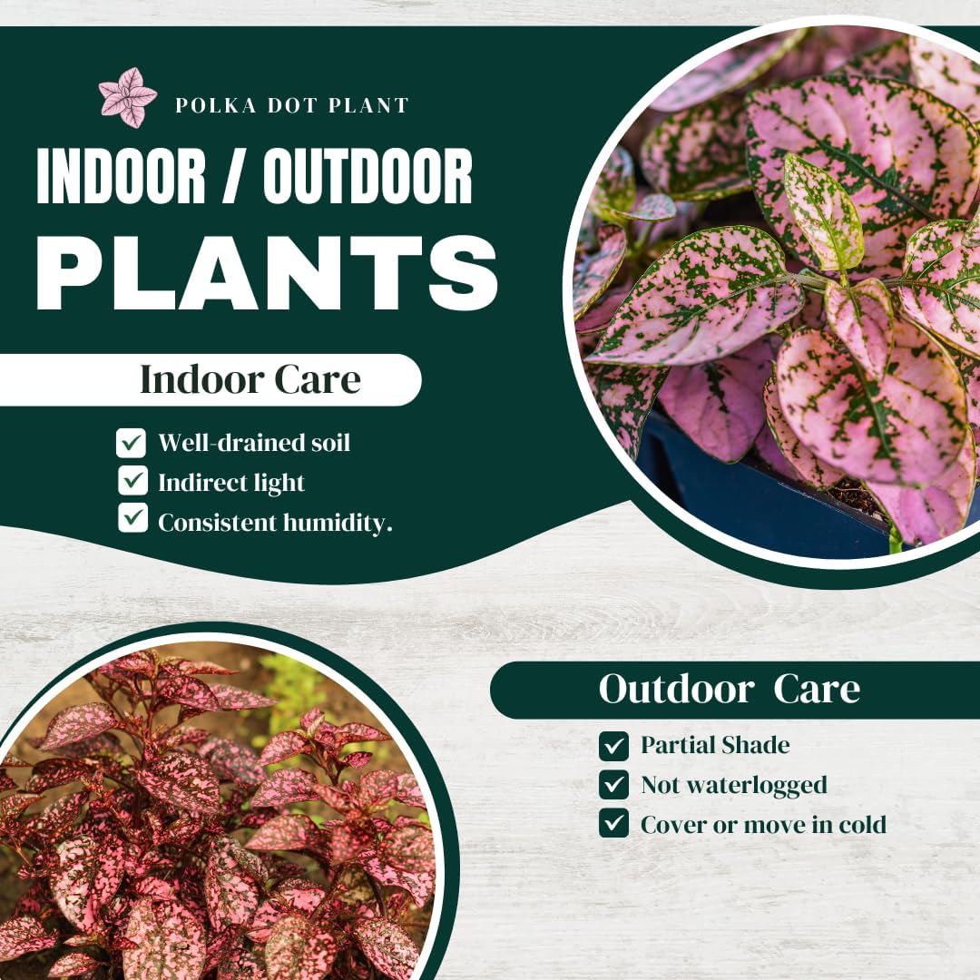 Polka Dot Plant (4-Pack) - Live Houseplants, Small Indoor Plants, Hypoestes Pink- Colorful