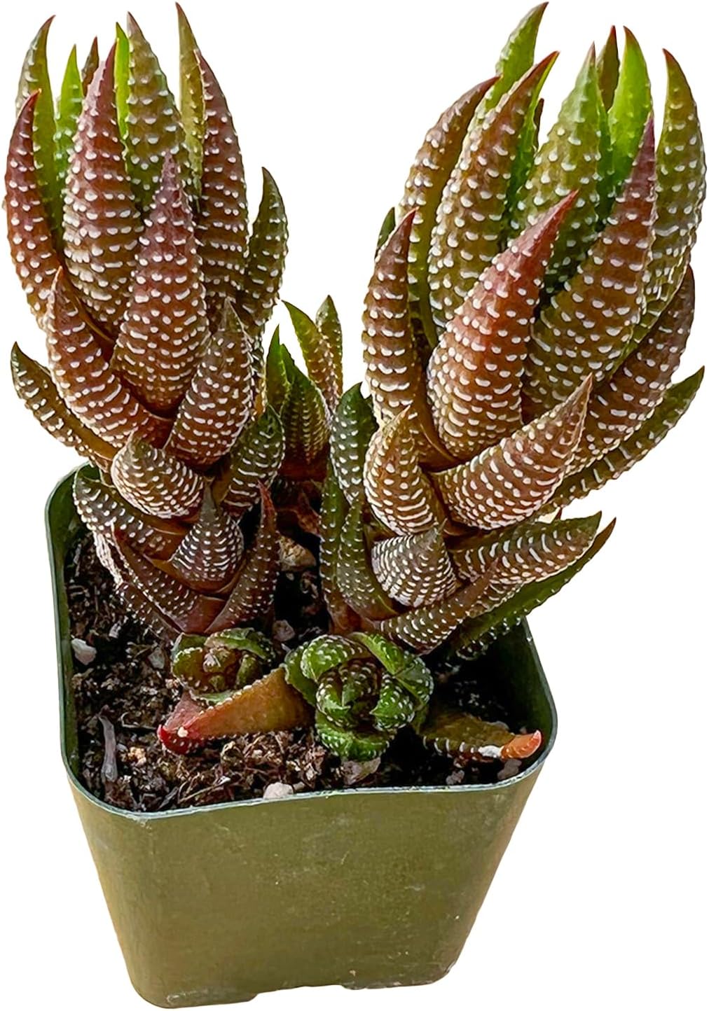 Sprout N Green Haworthia coarctata VAR. adelaidensis, Rare Live Succulent Plant Fully Rooted in