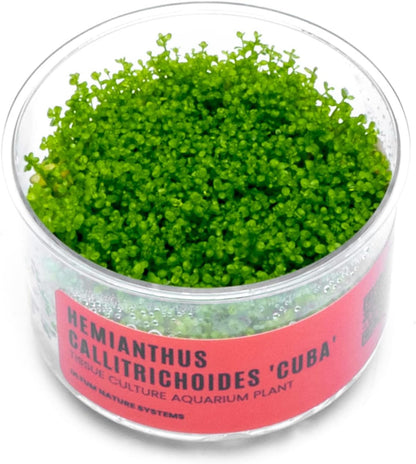Ultum Nature Systems Dwarf Baby Tears Hemianthus Callitrichoides Cuba Tissue Culture Live Plant for