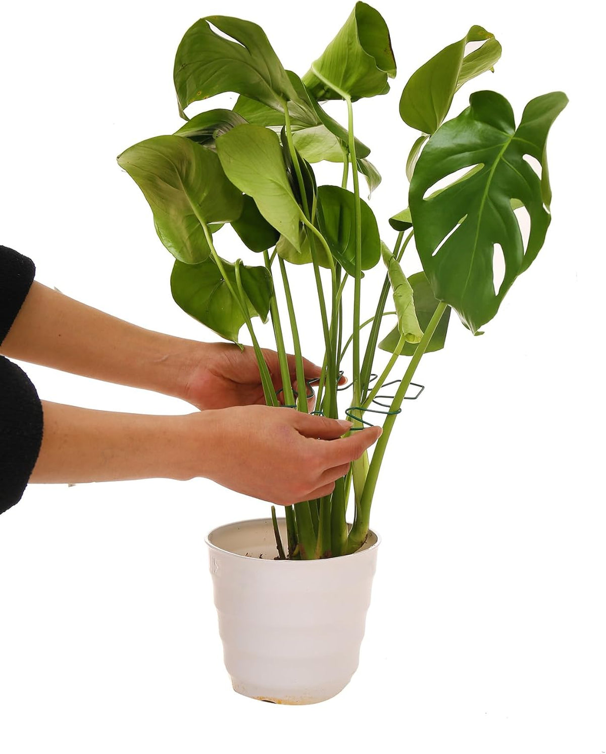 Spiritlele 5 Pcs Green Plant Stem Support Holder Set Monstera Plant Support Clamp Growth
