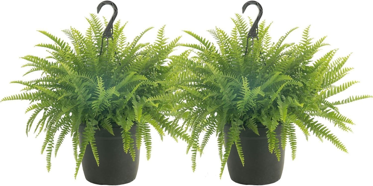Costa Farms Ferns (2 Pack), Live Premium Boston Fern Plants in Hanging Basket Planters, Houseplants