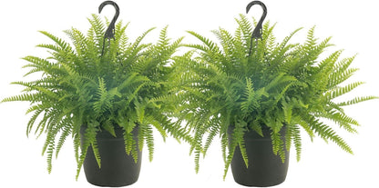 Costa Farms Ferns (2 Pack), Live Premium Boston Fern Plants in Hanging Basket Planters, Houseplants