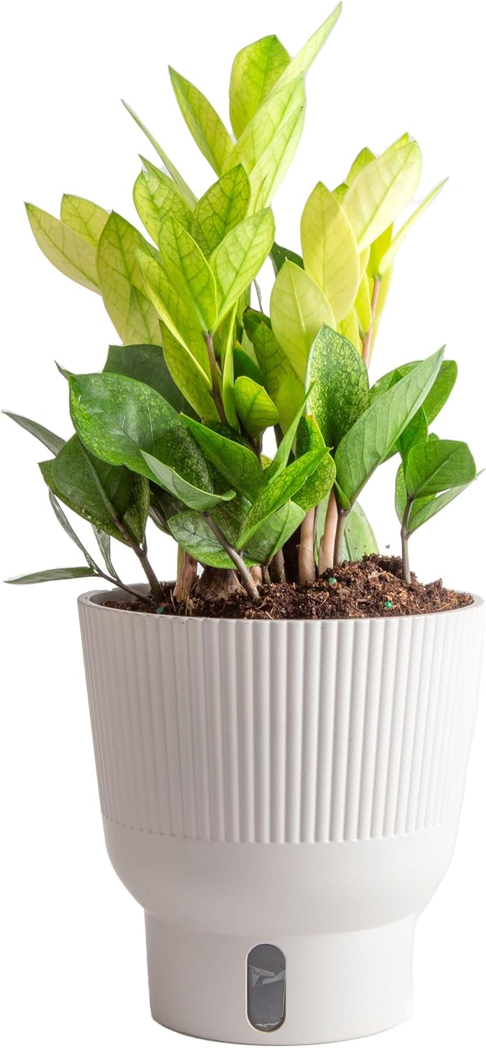 Costa Farms ZZ Chameleon Plant, Easy to Grow Live Indoor Houseplant in Garden Plant Pot, Home and