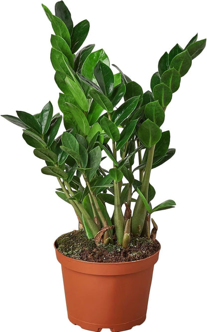 Zamioculcas Zamiifolia ZZ Live Plant for Indoor | Different Houseplants in 4'' & 6'' Pot | Real