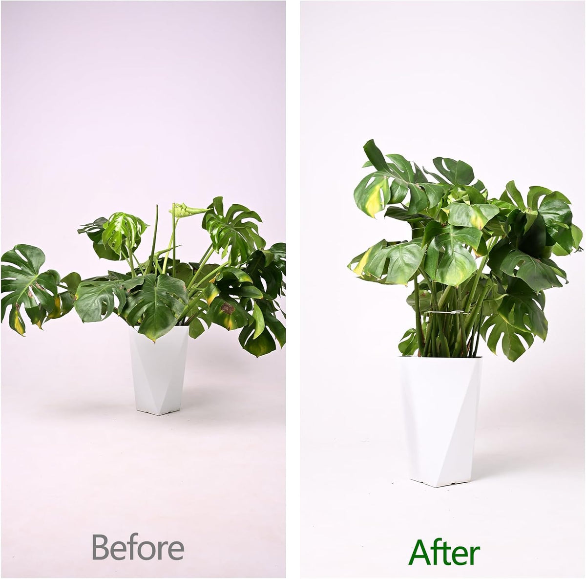 6.5 * 6.5in Monstera Plant Support Hook 5PCS - Durable Stabilizer & Leaf Holder for Indoor Plants