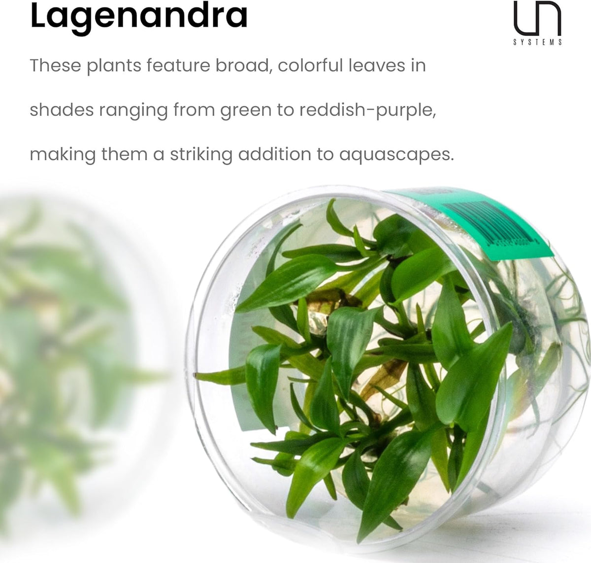 Ultum Nature Systems Lagenandra Meeboldii 'Red' Tissue Culture Live Plant for Aquarium, Freshwater