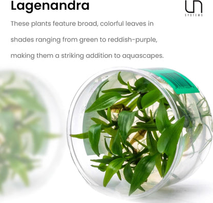Ultum Nature Systems Lagenandra Meeboldii 'Red' Tissue Culture Live Plant for Aquarium, Freshwater