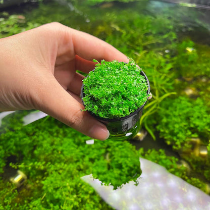 SubstrateSource Live Aquarium Stem Plants - Freshwater Aquatic Plant for Fish Tanks, Aquascaping