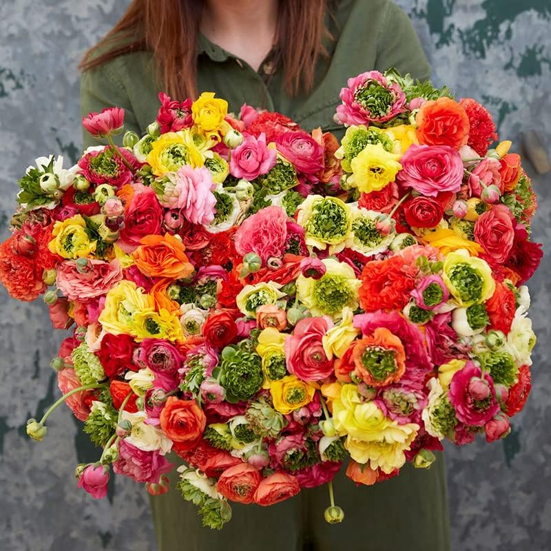 Eden Brothers Ranunculus Bulbs - Super Green Mix