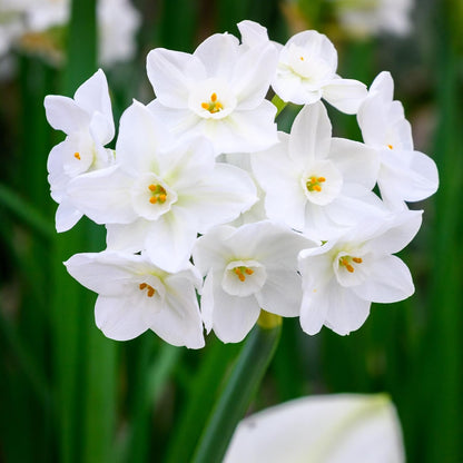 Fantastic Fragrant Paperwhite Narcissus ‘Ziva’ Flowers – 3 Premium Daffodil Bulbs | Easy Indoor or