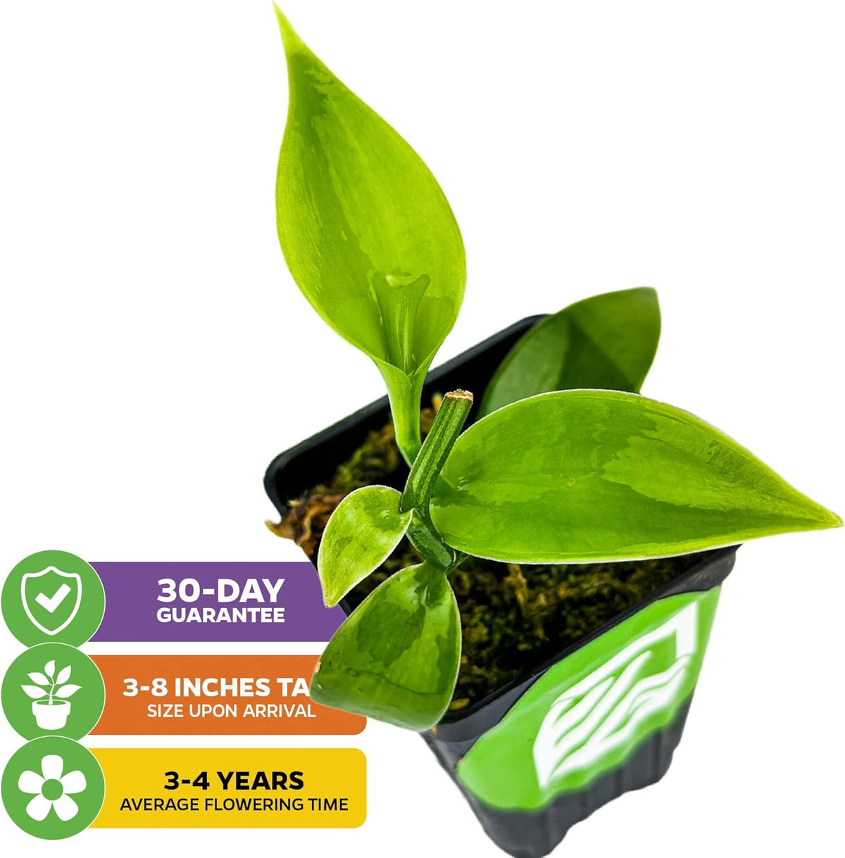 Vanilla Bean Orchid Live Plant (2-Pack) - Vanilla planifolia by Wellspring Gardens - Fragrant