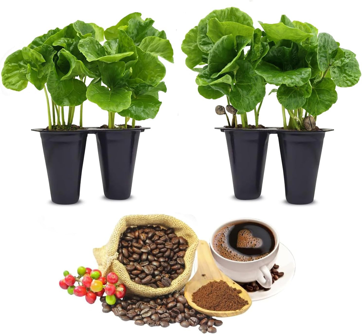 Coffee Plant Arabica (4 Pack) Real Live Plant for Sale | Coffee Lover's Dream | Easy to Grow Live