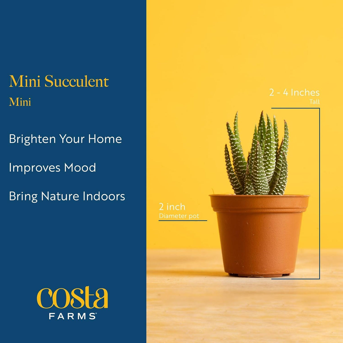 Costa Farms Mini Succulent Live Plants in Plastic Pots, Easy to Maintain Indoor Succulents