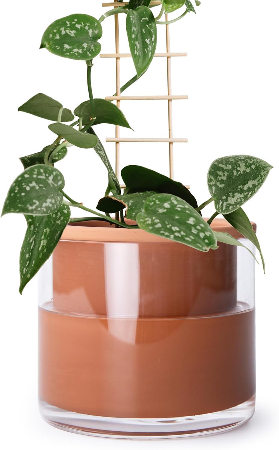 Phoenix Vine 6 Inch Self Watering Plants Pot, Design Terracotta Pot for Plants, Indoor Cylinder